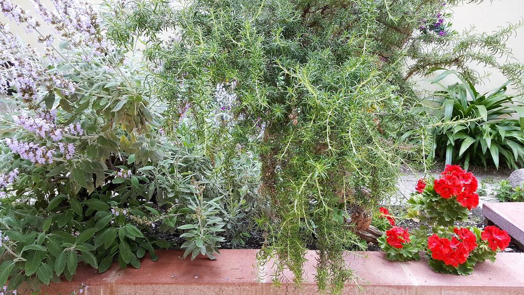 Bed and Breakfast Il Giardino Del Nespolo Альгеро Екстер'єр фото